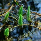 Wunderwelt Wasser - Tannenwedel 