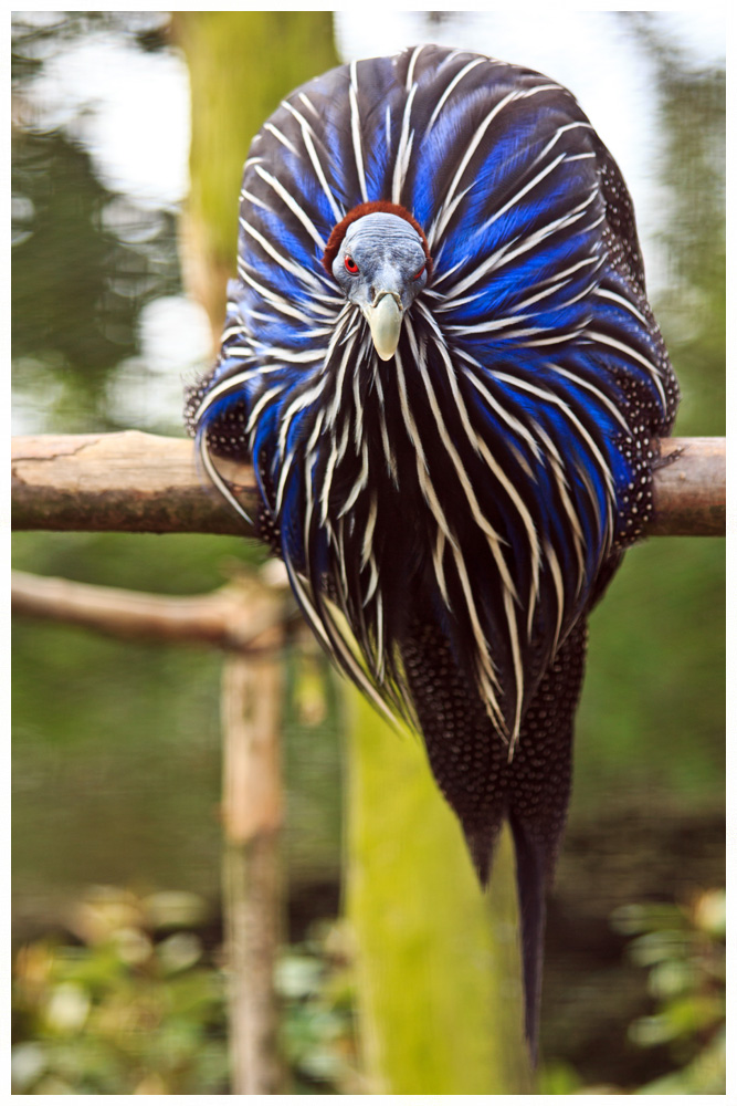 Wunderwerk der Natur, Geierperlhuhn