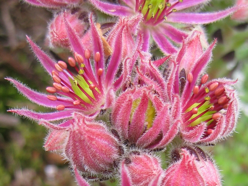 Wunderwerk der Natur - Türkenhut