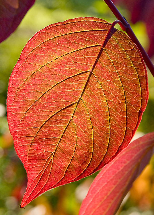 Wunderwerk Herbstblatt