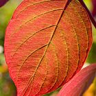 Wunderwerk Herbstblatt