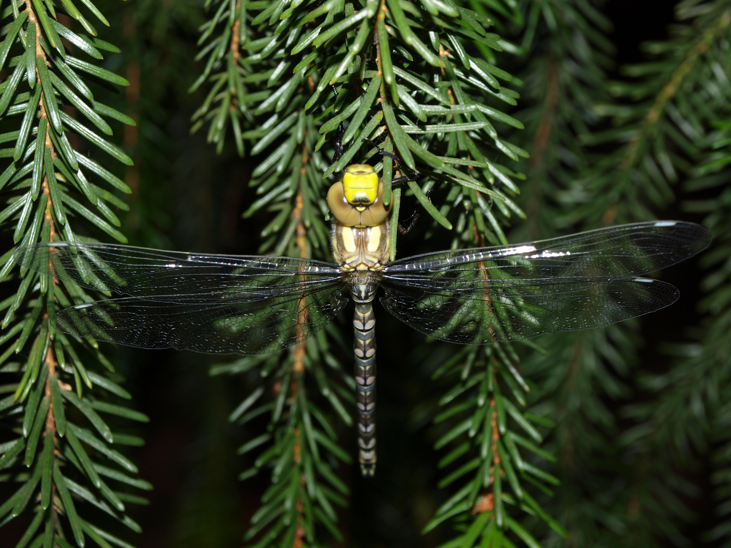 Wunderwerk Libelle