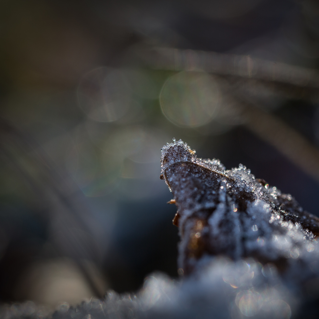 Wunderwerk Natur oder April, April, der macht was er will!