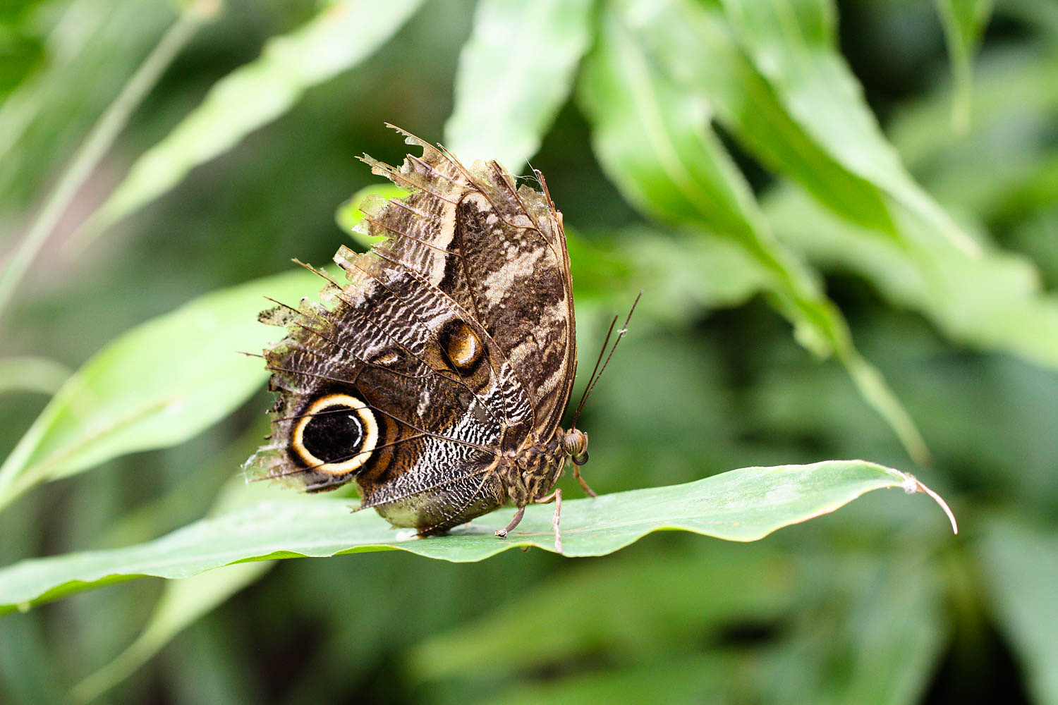 Wunderwerke der Natur