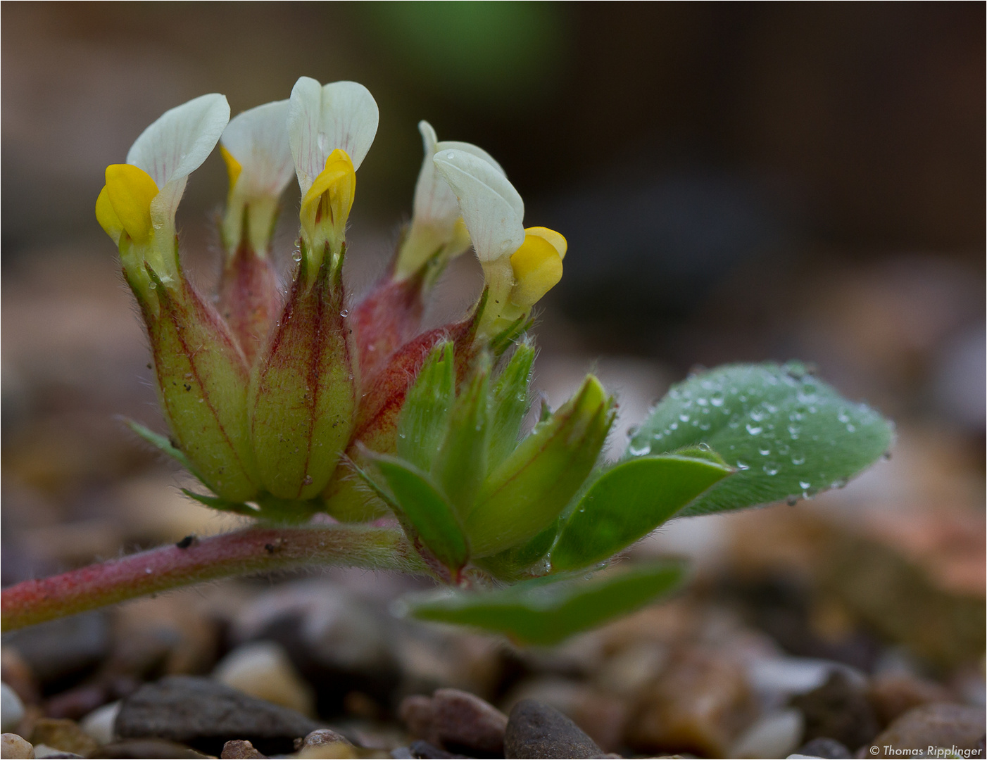 Wundklee (Anthyllis tetraphylla)...