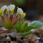 Wundklee (Anthyllis tetraphylla)...