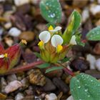 Wundklee (Anthyllis tetraphylla)