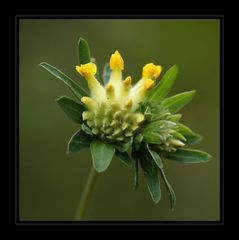 Wundklee (Anthyllis vulneraria)