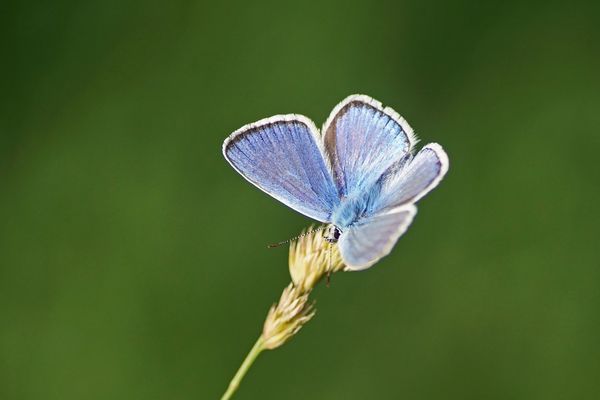 Wundklee-Bläuling (Polyommatus dorylas)