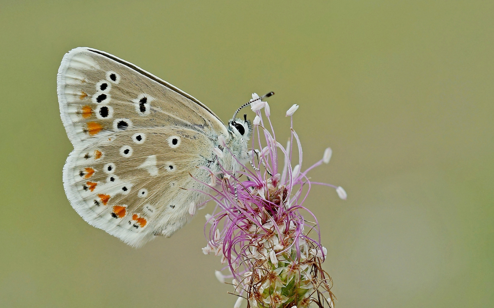 Wundklee-Bläuling (Polyommatus dorylas)