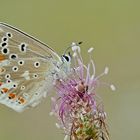 Wundklee-Bläuling (Polyommatus dorylas)