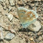 Wundklee-Bläuling (Polyommatus dorylas)