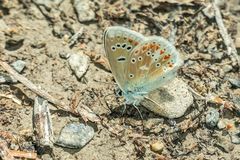 Wundklee-Bläuling (Polyommatus dorylas)