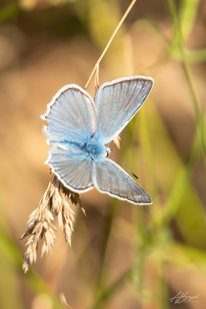 Wundklee-Bläuling (Polyommatus dorylas)