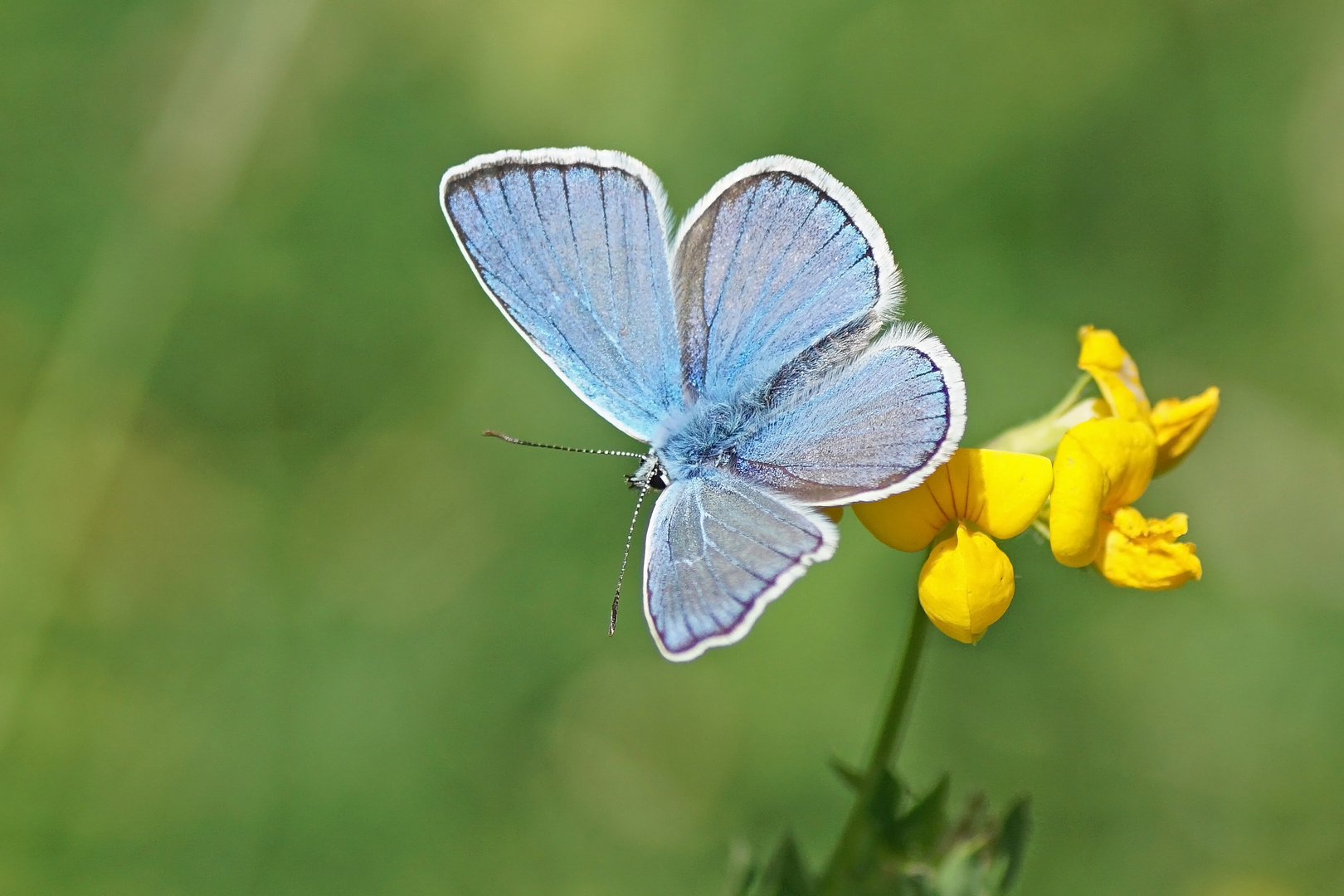 Wundklee-Bläuling (Polyommatus dorylas), Männchen