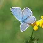 Wundklee-Bläuling (Polyommatus dorylas), Männchen