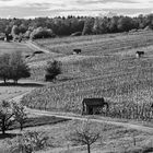 Wunnenstein vineyards in the spring