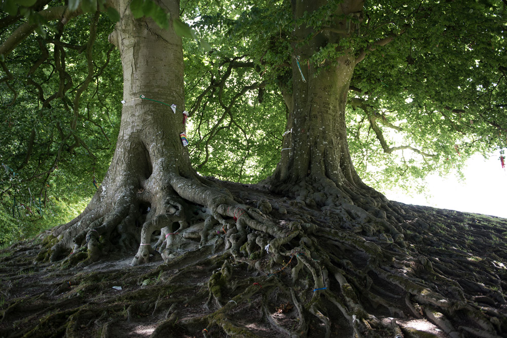 Wunschbäume in Avebury