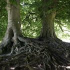 Wunschbäume in Avebury