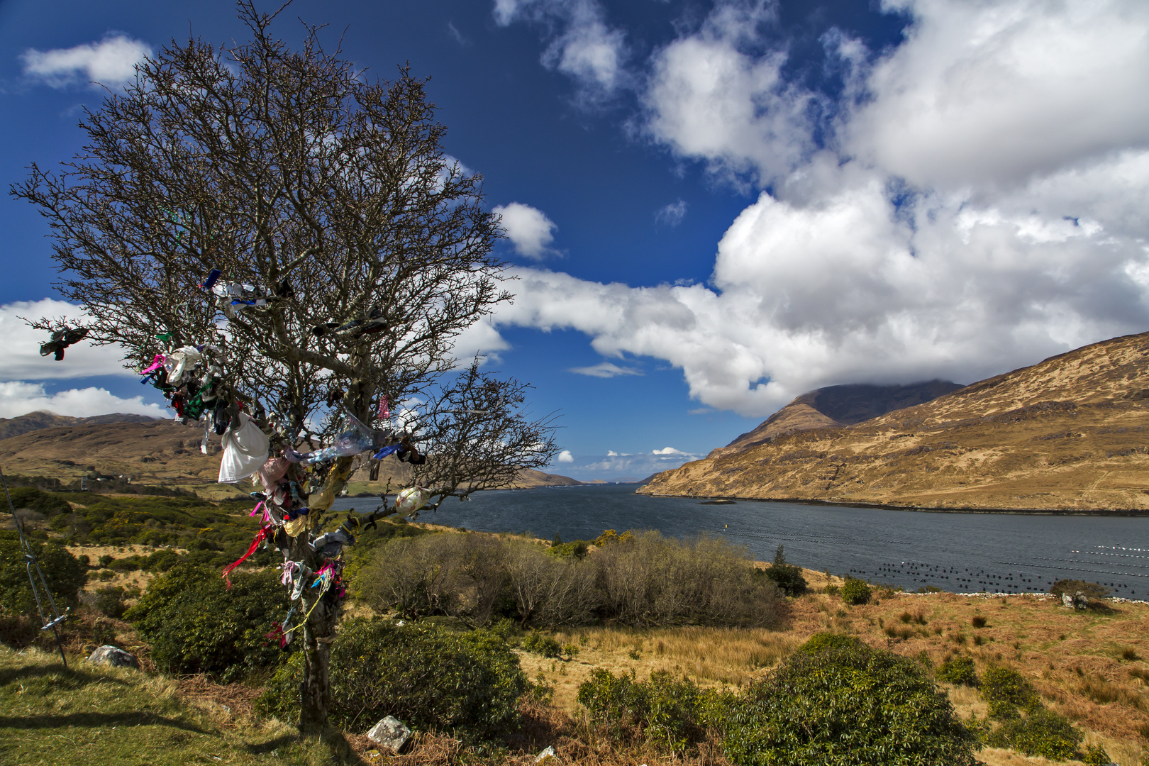 Wunschbaum - Connemara