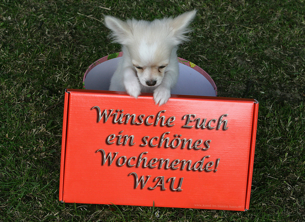 Wunschhund