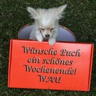 Wunschhund