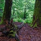 Wunschtraum Regen im Sommerwald