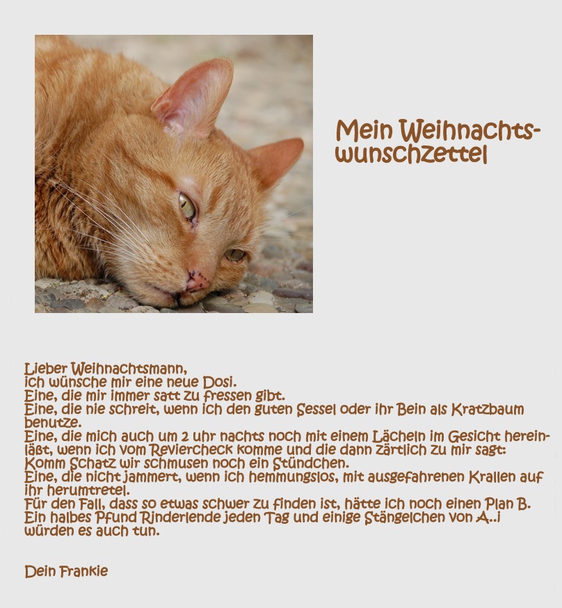 Wunschzettel Foto & Bild tiere, haustiere, katzen Bilder auf