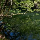 Wupper Amazonas