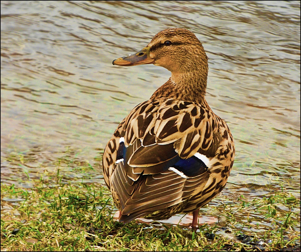 Wupper-Ente