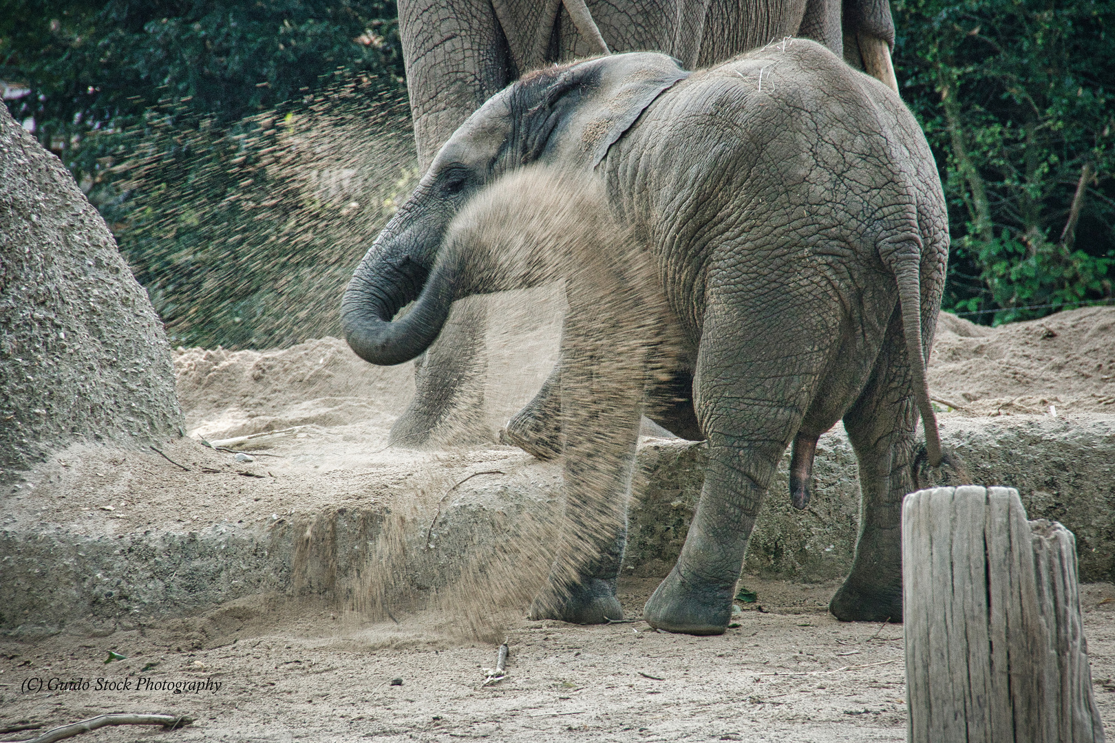 Wuppertal Elefant