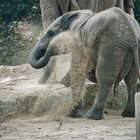 Wuppertal Elefant