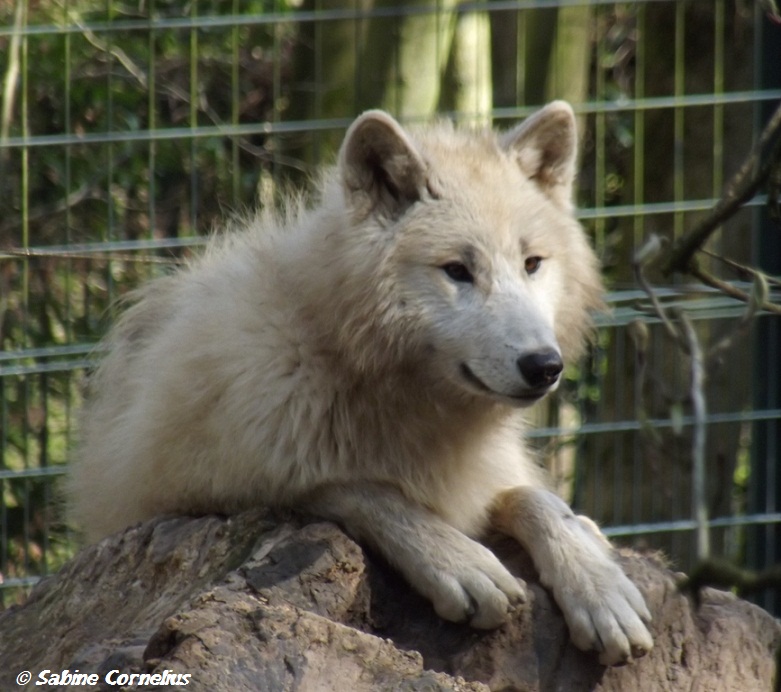 Wuppertaler Zoo 8.4.2012