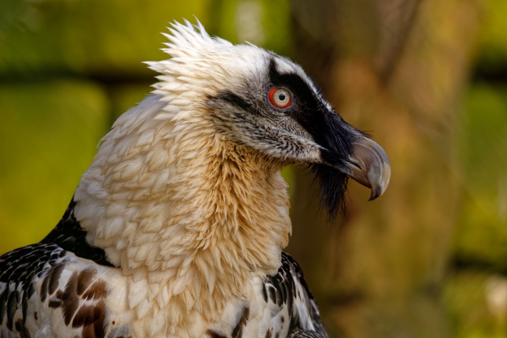 Wuppertaler Zoo - Bartgeier