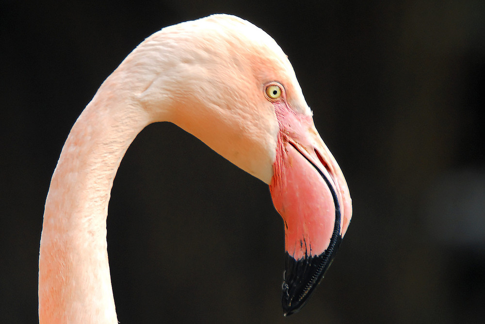 Wuppertaler Zoo der Flamingo