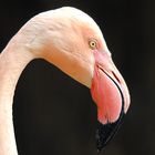 Wuppertaler Zoo der Flamingo