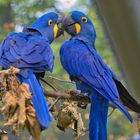 Wuppertaler Zoo Hyazinth-Aras (Anodorynchus hyacinthinus)