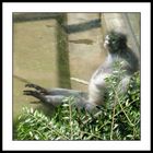 wuppertaler zoo I