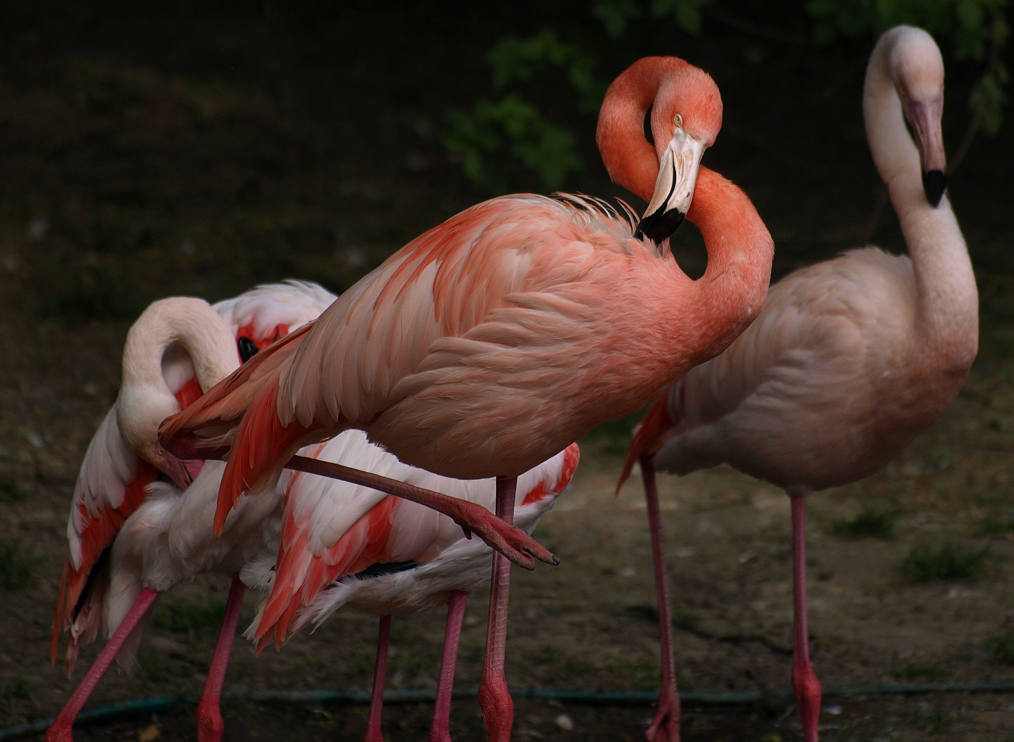 Wuppertaler Zoologischer Garten #14