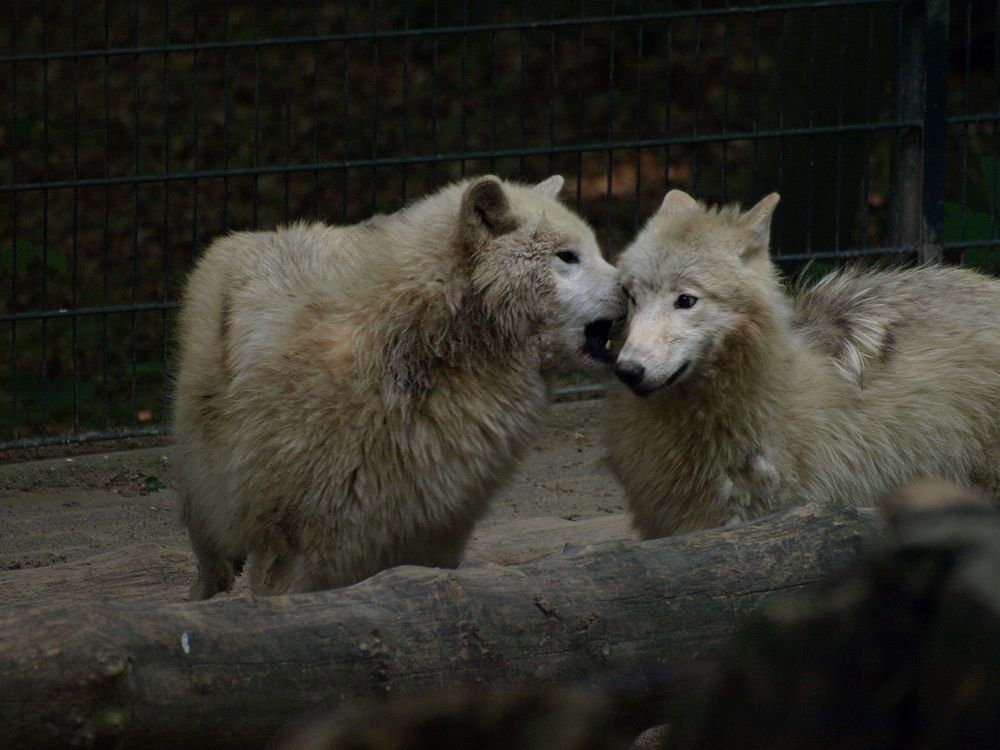 Wuppertaler Zoologischer Garten #21