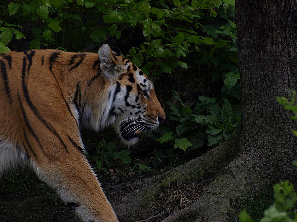 Wuppertaler Zoologischer Garten #23