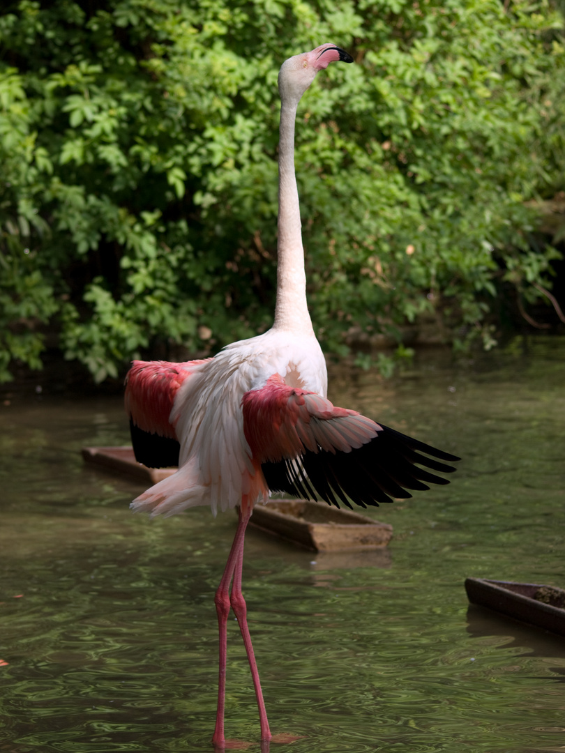 Wuppertaler Zoologischer Garten #4