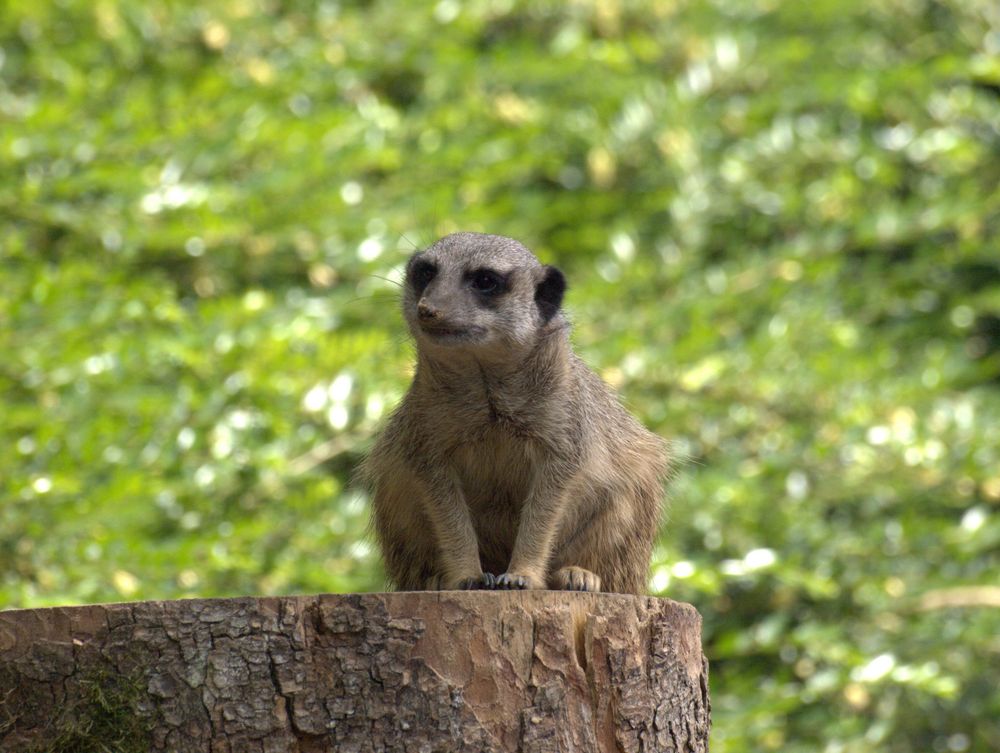 Wuppertaler Zoologischer Garten #6