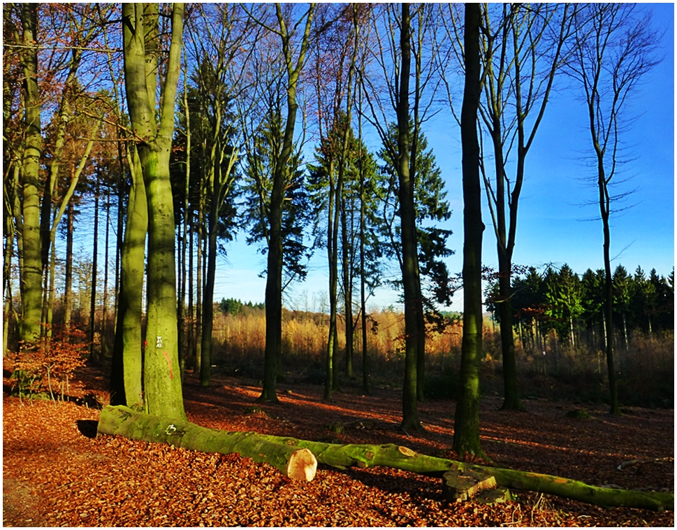 Wuppertals Wälder