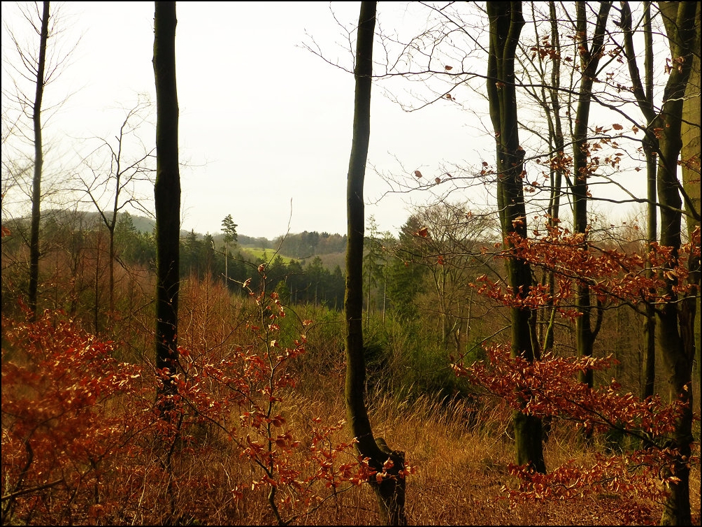 Wuppertal`s Wälder