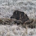 Wurfkessel - Frischlinge werden geboren