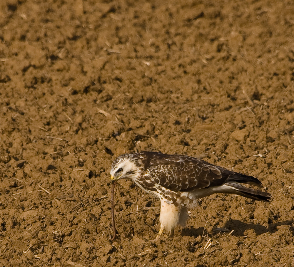 Wurm - Bussard