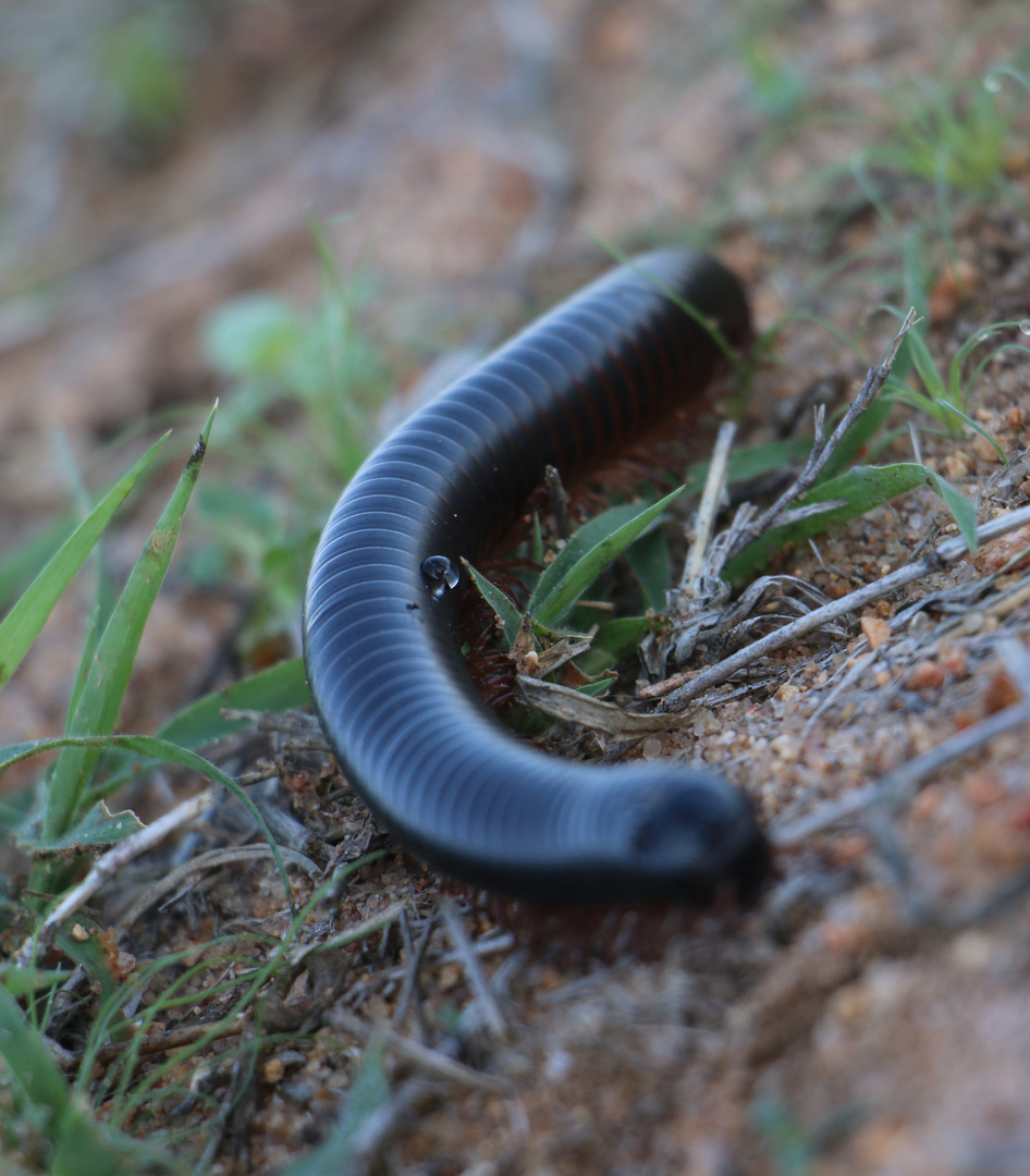 Wurm im Krüger