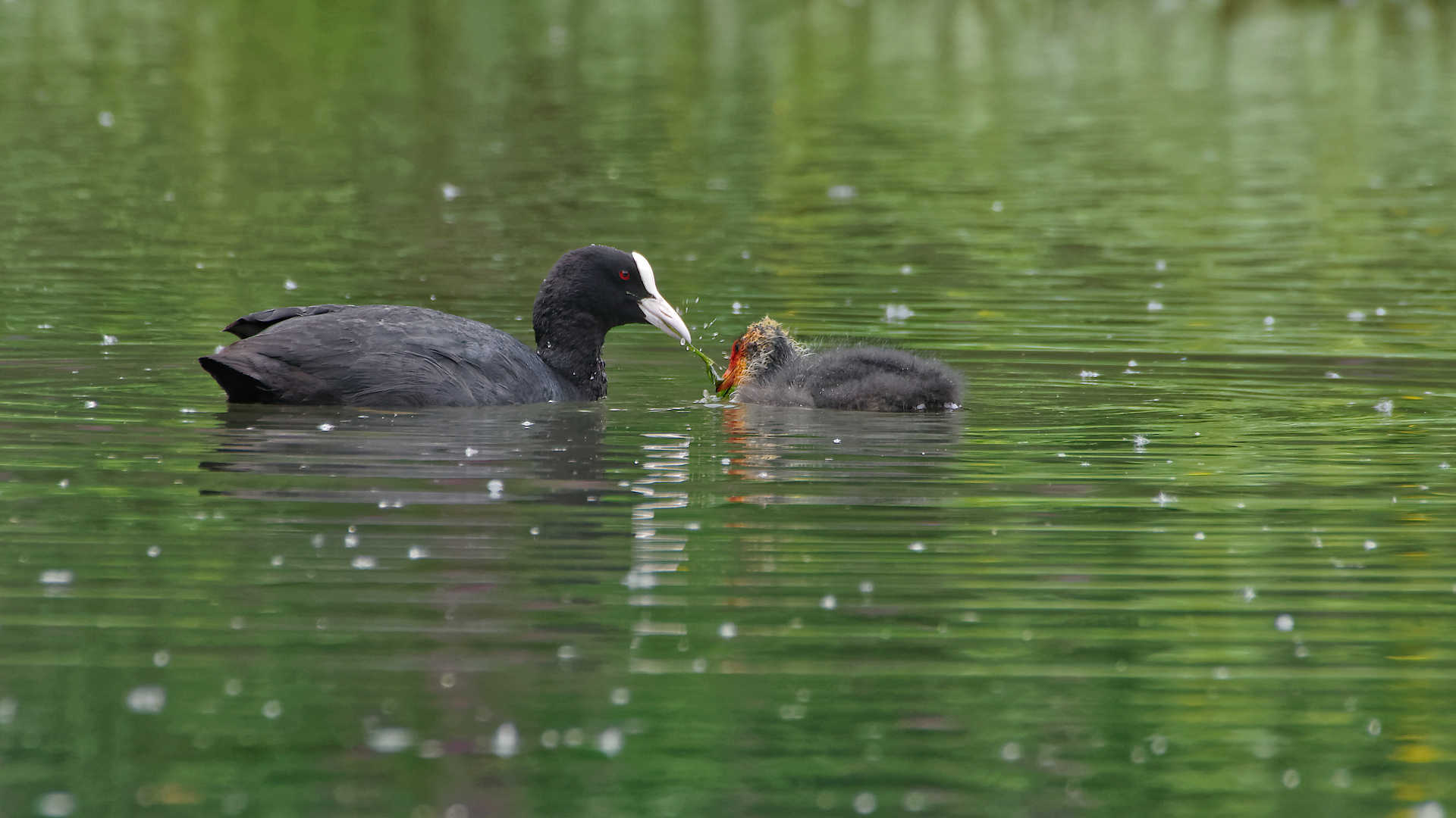 Wurm lang ziehen