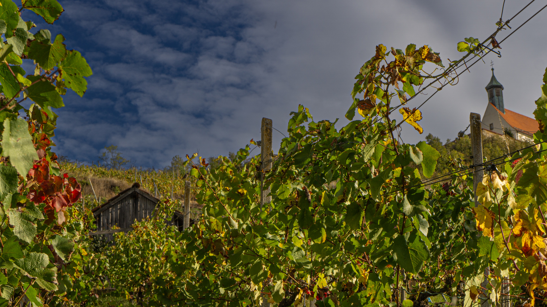 Wurmlinger Kapelle Weinberg -08558